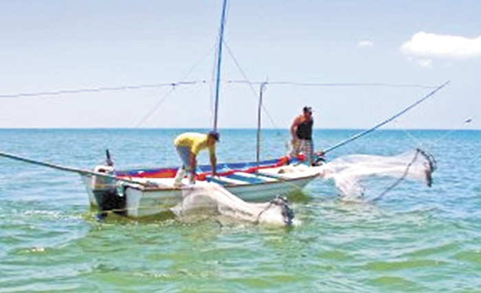 Delfin