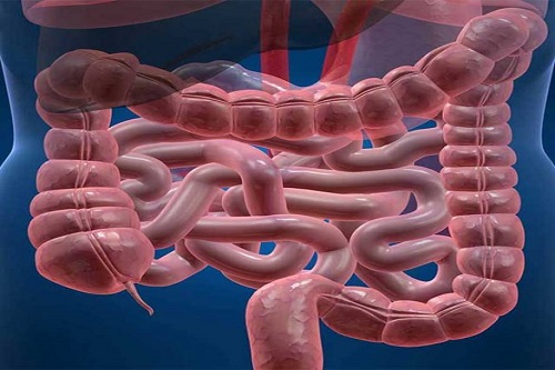 tracto-gastrointestinal-volumen-4-585x585