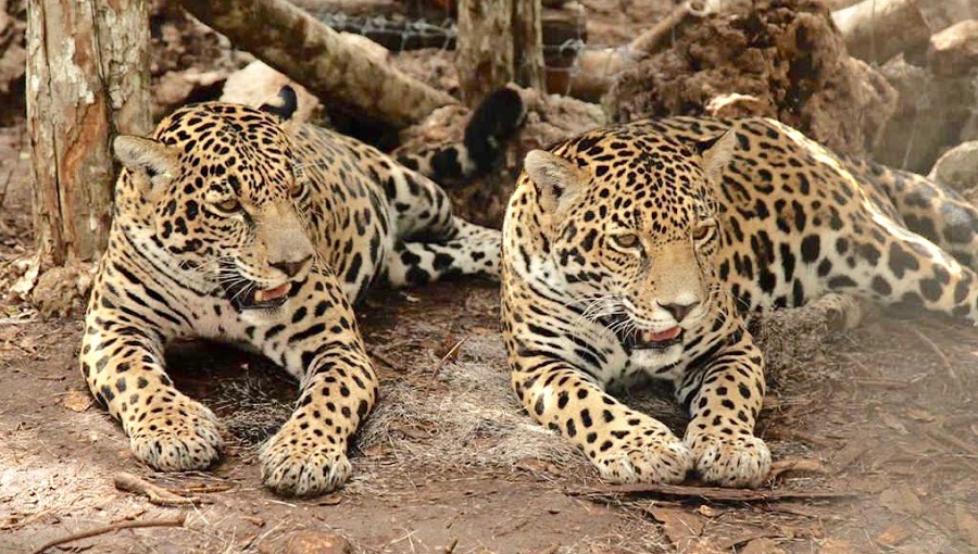 Jaguar