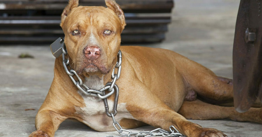 pitbull
