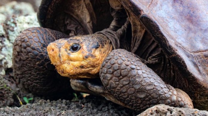 tortuga-gigante