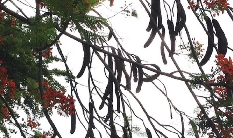 frutos-del-arbol-de-flamboyc3a1n2