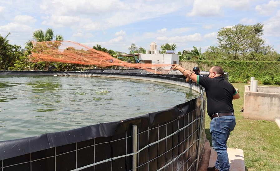 Pescado08
