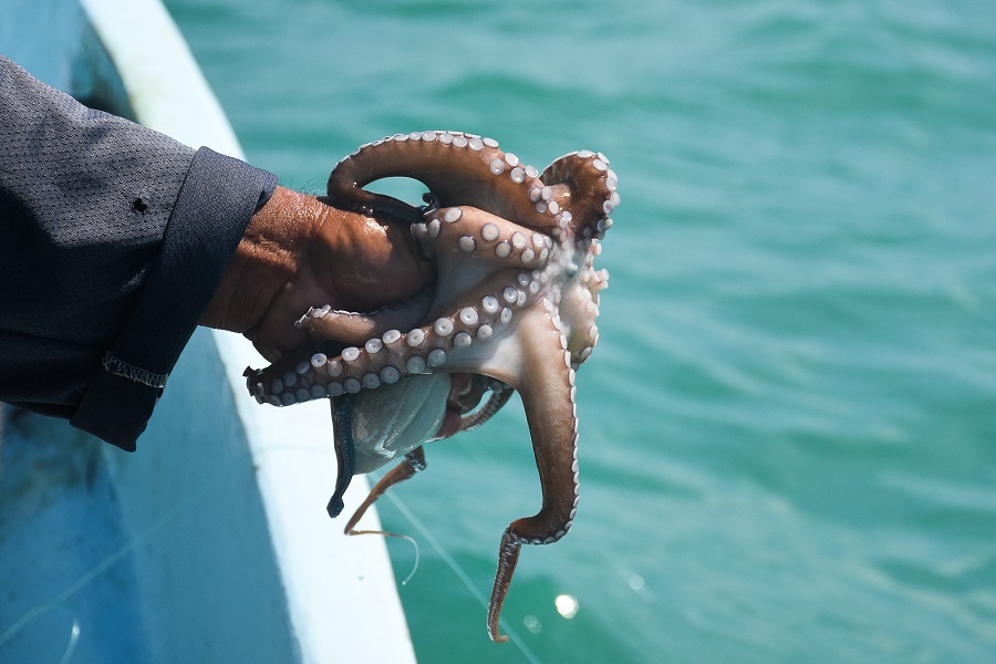 05-PULPO