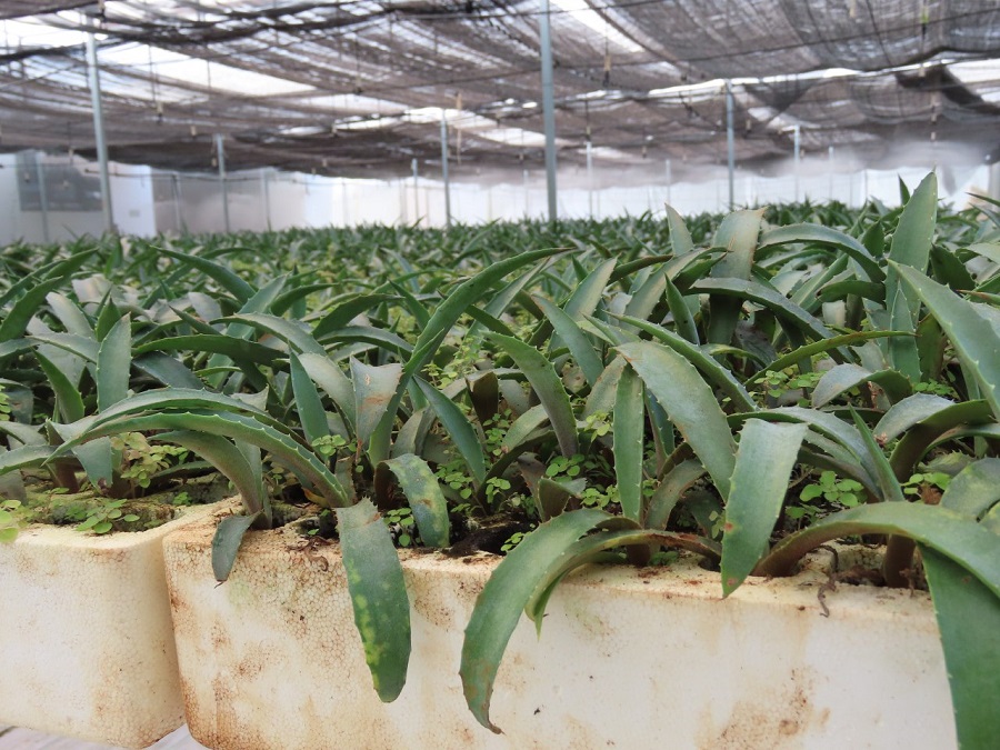 Henequen-cicy1
