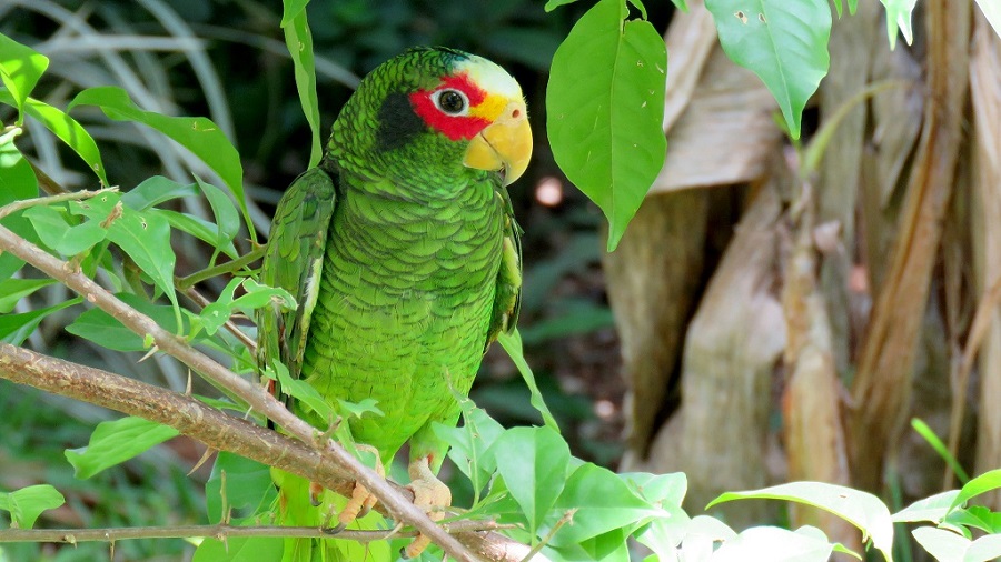 loro yucateco