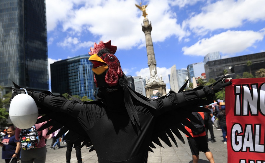 gallo