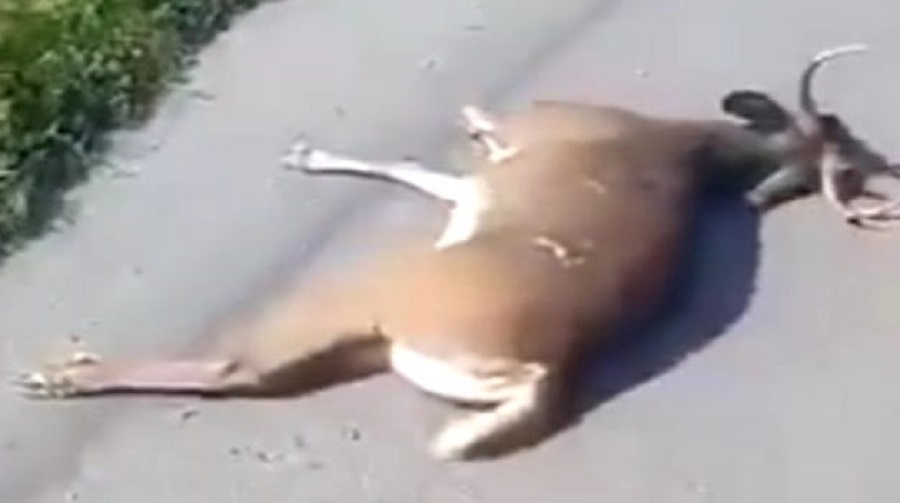 venaoo