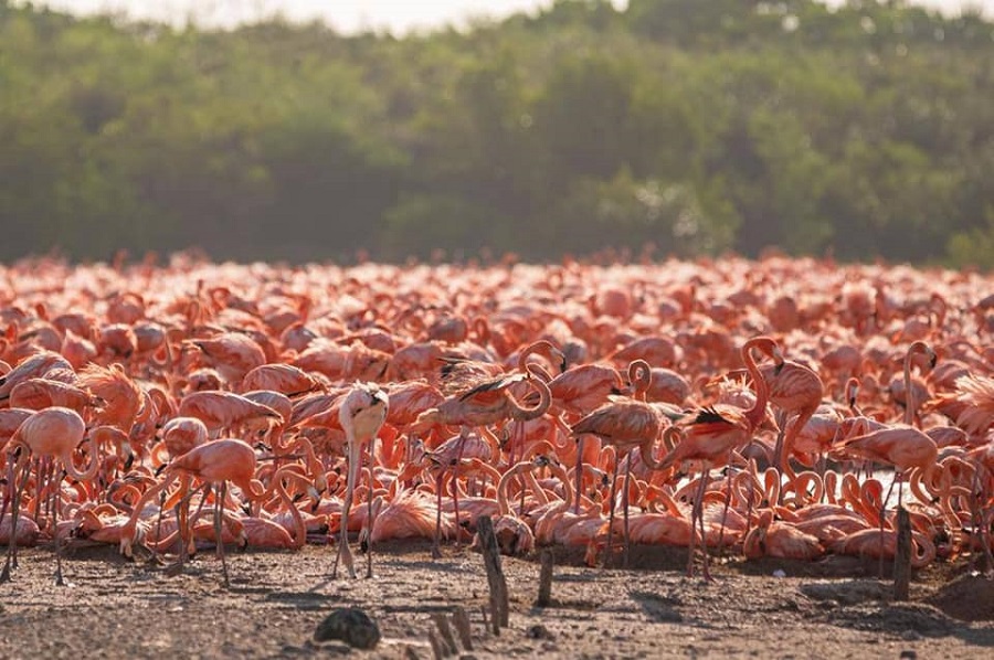 flamencos