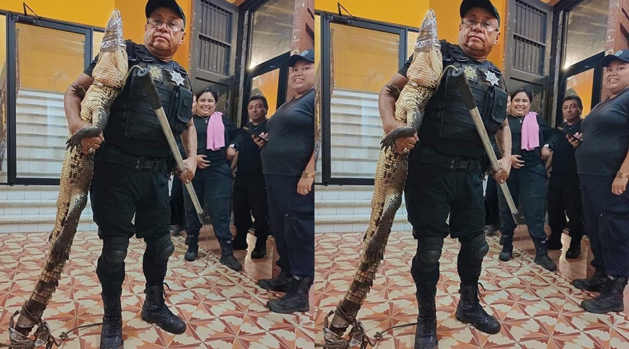 Un repartidor halla a un cocodrilo en Tix