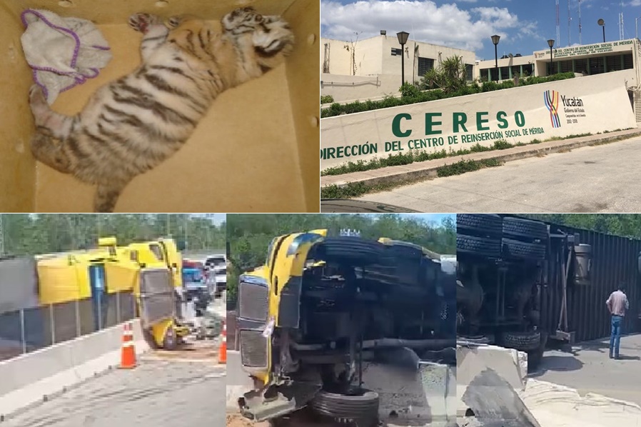 decomisan un tigrito de bengala