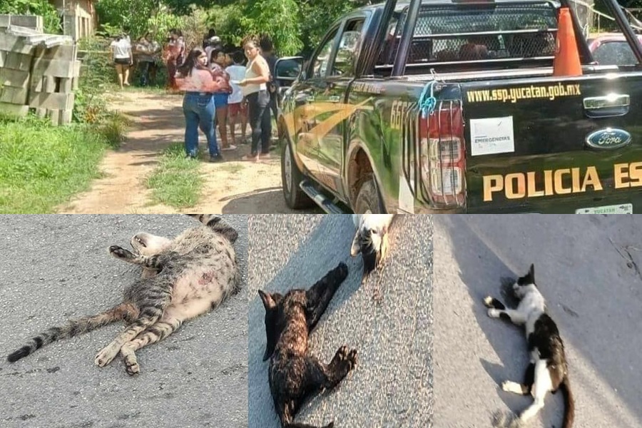 Más gatos envenenados Aparece muerto en una parcela portal