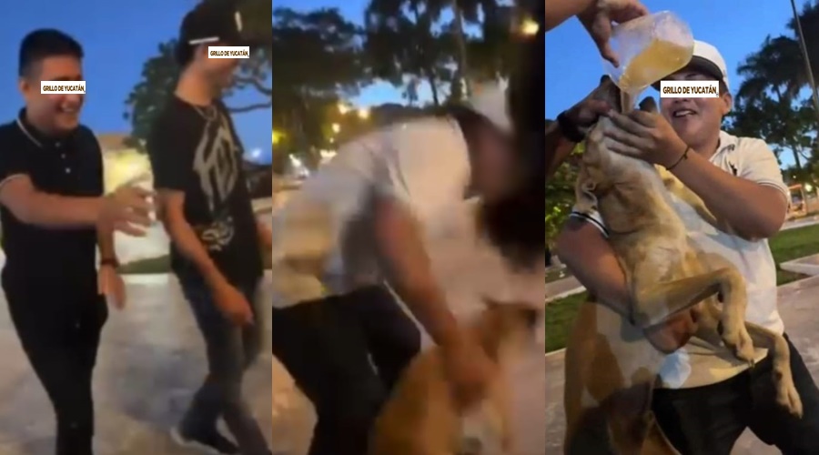 PERRO CERVEZA