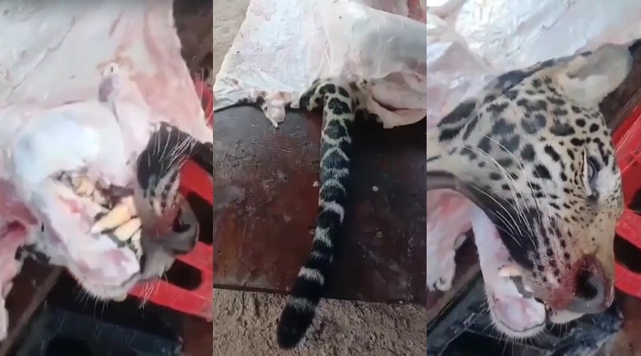 YA COMIO JAGUAR PRINCI