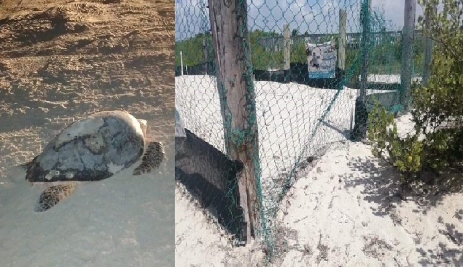 WhatsApp Image 2025-03-05 at 12.34.13