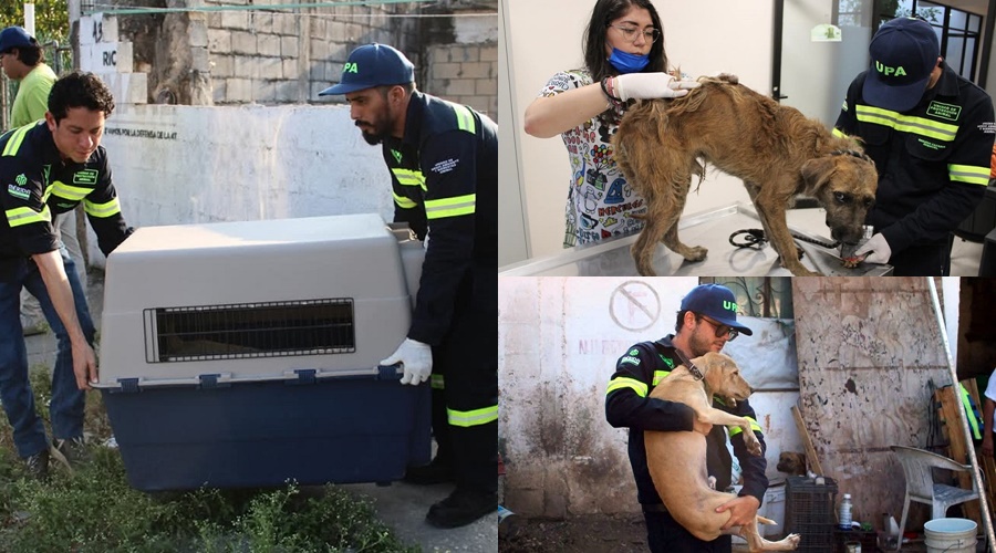 multa de 11 mil pesos a un meridano por maltrato animal