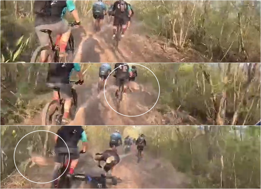 un venado atropella a ciclistas en el monte de Dzidz