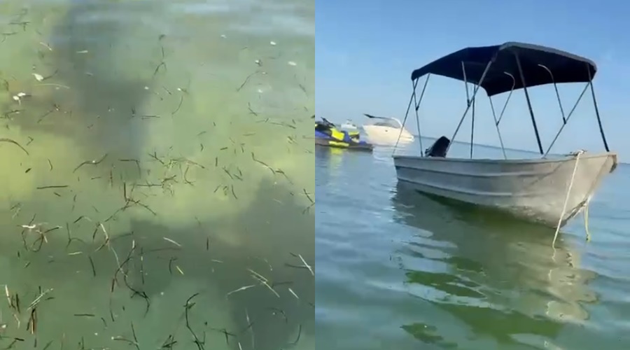 Dos tiburones gata nadan tranquilamente en playas de Chicxulub