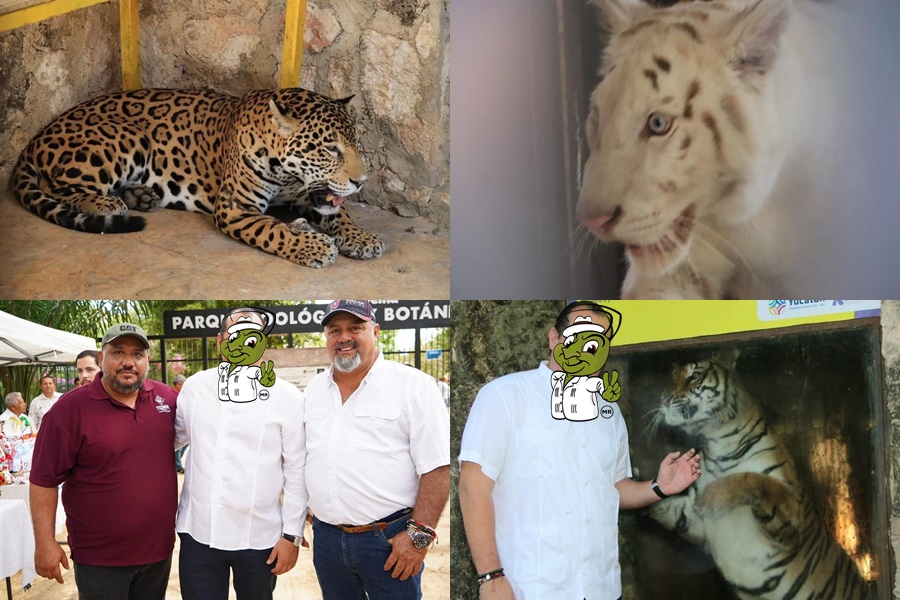 La muerte de un jaguar destapa la cloaca del zoológico de Tizimín