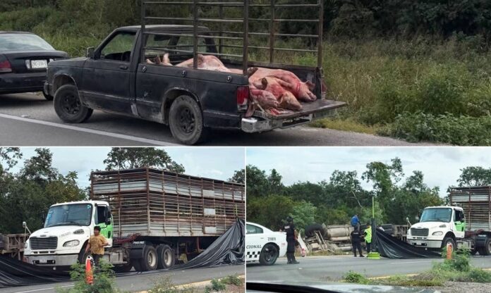 Mueren unos 20 cochinos al volcar un camión