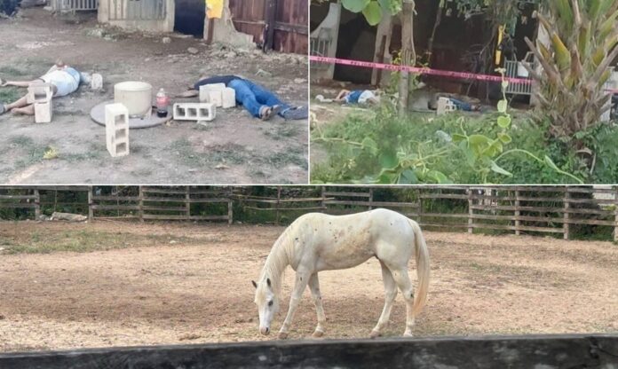 Fueron cuatro ejecutados en Dzilam González