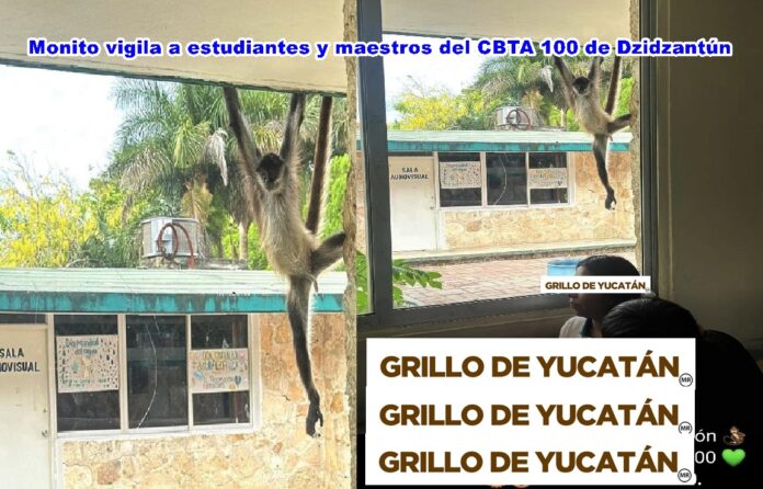 Un monito va escuchar clases en la escuela CBTA