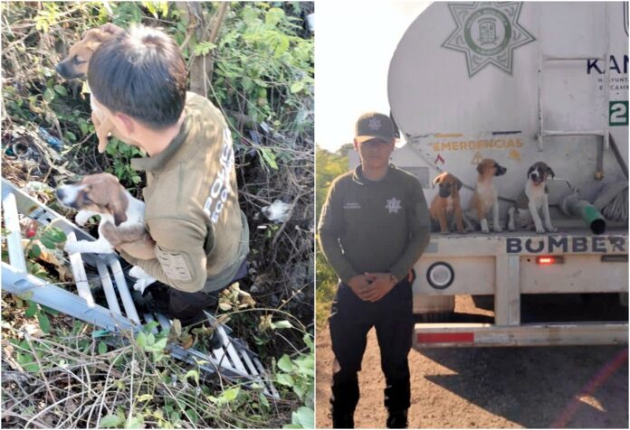 Rescatan en Kanasín a tres cachorros que cayeron a una fosa