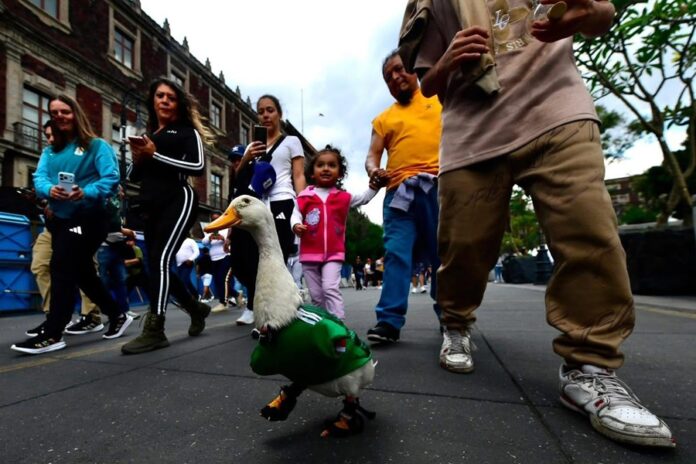pato