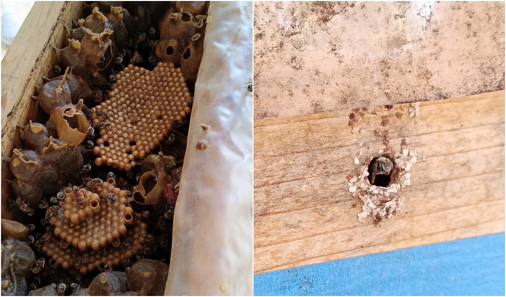 Mujeres guardianas de las abejas meliponas