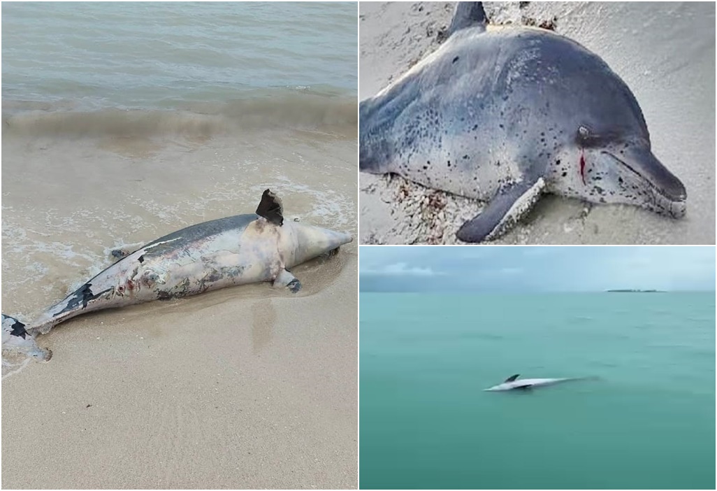 El dragado del puerto de altura mata delfines, dicen en Progreso