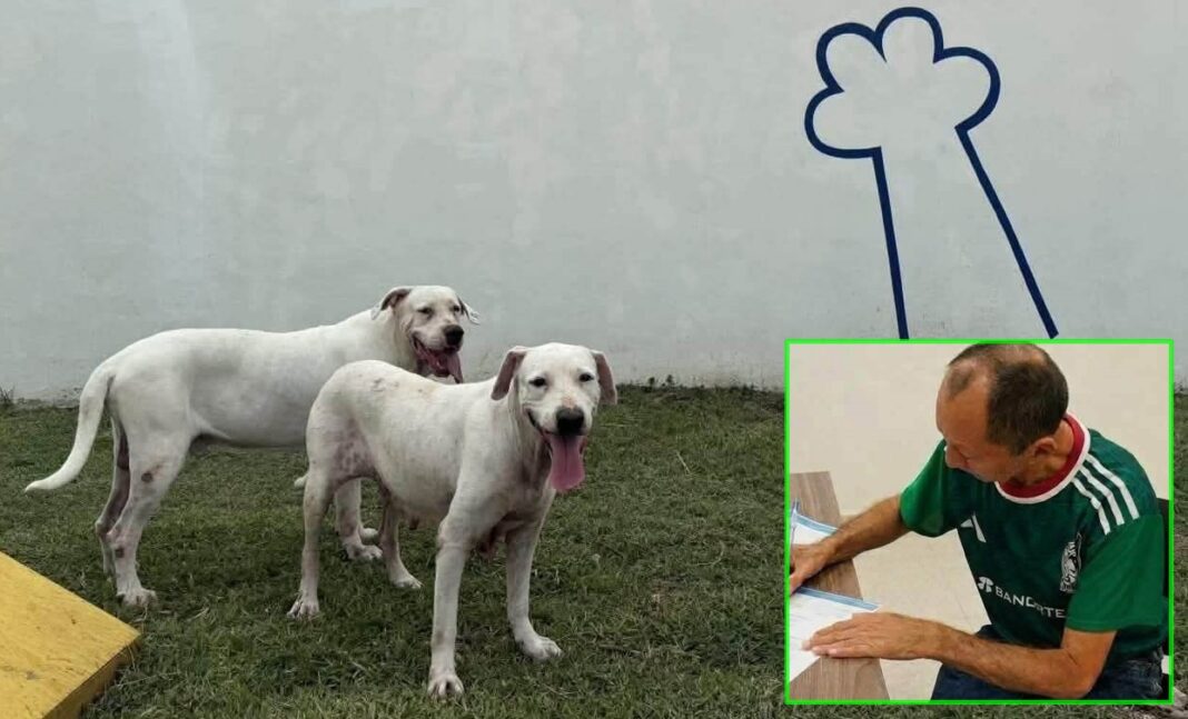 Oso y Blanquis podrán regresar a casa su dueño