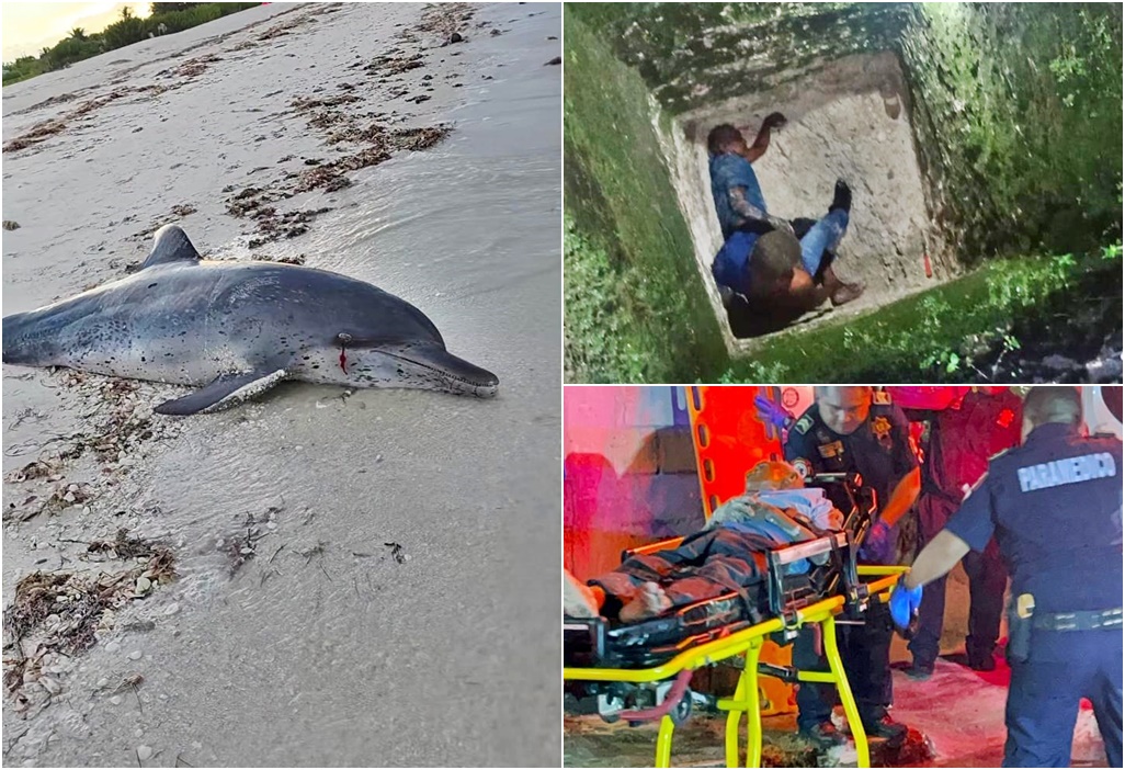 PoliXIX Recala un delfín muerto, en Progreso Viejo cae a un sumidero, en Tiz IAcuchilla a un polI